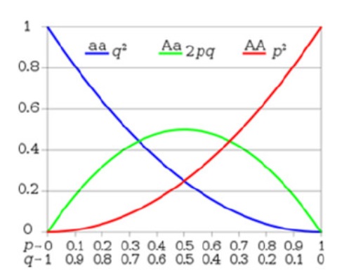 ib生物在線輔導(dǎo)，帶你了解基因頻率的計(jì)算