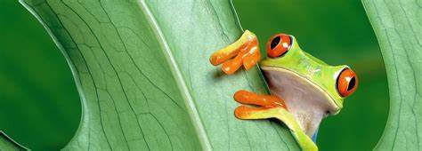 IB生物好拿分嗎，如何評估？